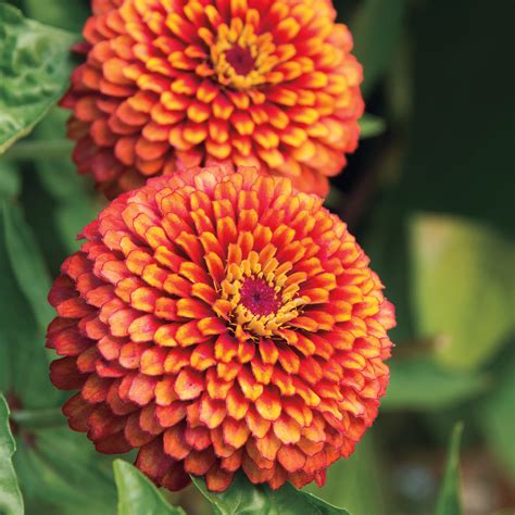 tudor zinnia seeds.